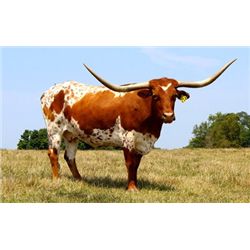 Permanent Rebel 12/6