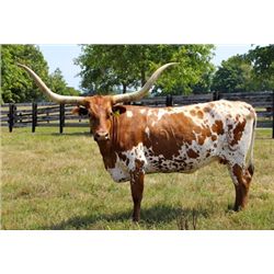 MS Grand Jaynie PC76