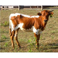 Berkett's Jayne PC29