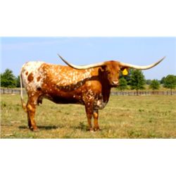 River Forks Queen Of Clubs