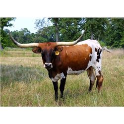 Awesome Blosson PC297