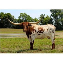 Hubbells Rio Iron Maiden