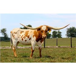 Shamrock Rock My World