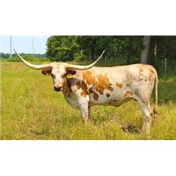 Sittin' Serena PC345