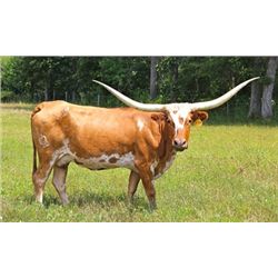 Shamrock Betty Van Horne