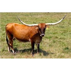 Awesome Martina PC171