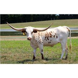 Hubbell's Safari Sue