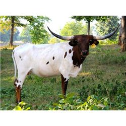 Rio's Starlight PC439