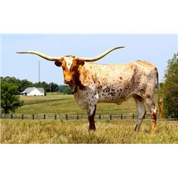 Lorinda's Lovely Lady