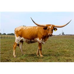 RZ Pearls Are Tempting