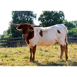 Bowman Top And Bottom