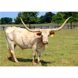 Warpaints Sunny Side Up