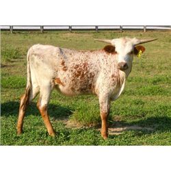 SH Running Diamond 62/3