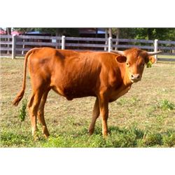 Tari's Touchdown PC24