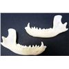Image 1 : LOT OF 2 REAL RACOON JAW BONES WITH TEETH 3.5" LONG