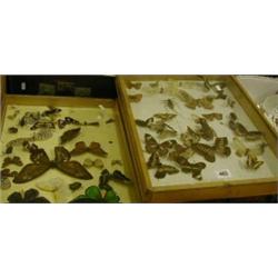 Two trays of butterflies and insects (2). £15-20