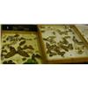 Image 1 : Two trays of butterflies and insects (2). £15-20