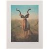 Image 3 : Signed and numbered limited edition (826/1500)  original lithograph entitled “Greater Kudu” by  note