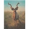 Image 4 : Signed and numbered limited edition (826/1500)  original lithograph entitled “Greater Kudu” by  note