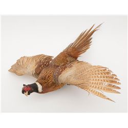 Lot of two mounted pheasants, both in flight,  great decorators for the fowl hunter’s gun room.    E