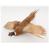 Image 1 : Lot of two mounted pheasants, both in flight,  great decorators for the fowl hunter’s gun room.    E