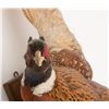 Image 2 : Lot of two mounted pheasants, both in flight,  great decorators for the fowl hunter’s gun room.    E