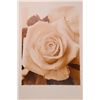 Image 7 : Set of 6 Flower Toned Photo Prints- Rose Tulip Orchid