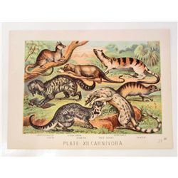 1880 ANTIQUE COLOR LITHOGRAPH ANIMAL PRINT