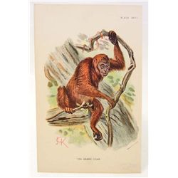 C. 1890S "THE ORANG-UTAN" LITHOGRAPH PRINT