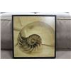 Image 1 : SEASHELL FRAMED PICTURE
