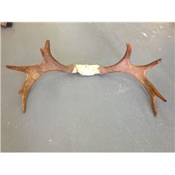Deer Antlers