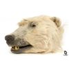 Image 1 : Prop Polar Bear Head and Pair of Claws from LOST