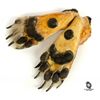 Image 7 : Prop Polar Bear Head and Pair of Claws from LOST