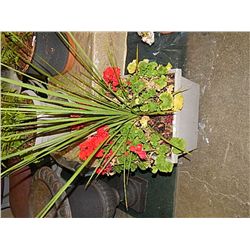 LIVE PLANT - LARGE - GERANIUMS AND GRASS