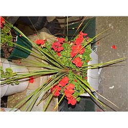 LIVE PLANT - LARGE - GERANIUMS AND GRASS