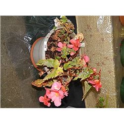 LIVE PLANT - BEGONIA