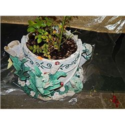LIVE PLANT - ROSE BUSH - FROG PLANT POT