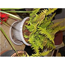 LIVE PLANT - FERN - GREY POT