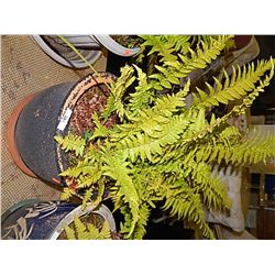 LIVE PLANT - FERN - BLACK POT