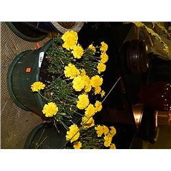 LIVE PLANT - MARIGOLD
