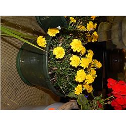 LIVE PLANT - MARIGOLD