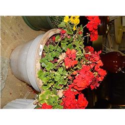 LIVE PLANT - GERANIUM