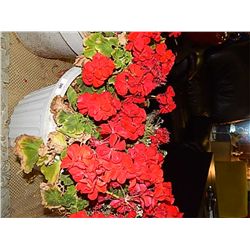 LIVE PLANT - GERANIUM