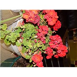 LIVE PLANT - GERANIUM