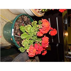 LIVE PLANT - GERANIUM