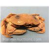 Image 3 : Pair of taxidermy crabs