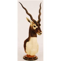 Black Buck Taxidermy Mount