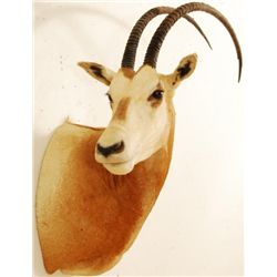 African Antelope Taxidermy Mount
