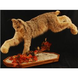 Lynx Taxidermy Mount