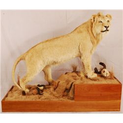 Full Body Lion Taxidermy Mount South African